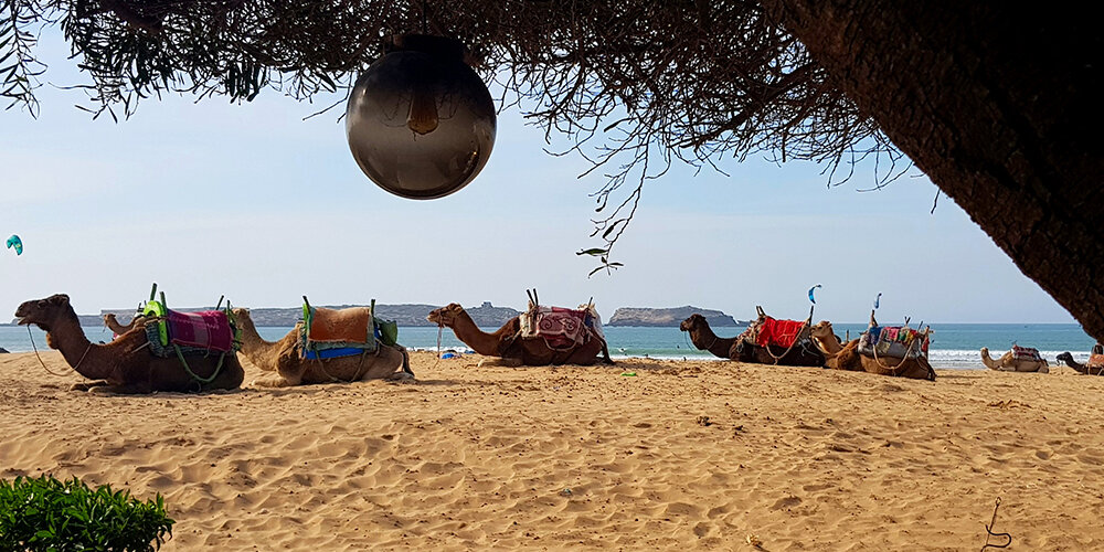 Essaouira beach 
dromedaries